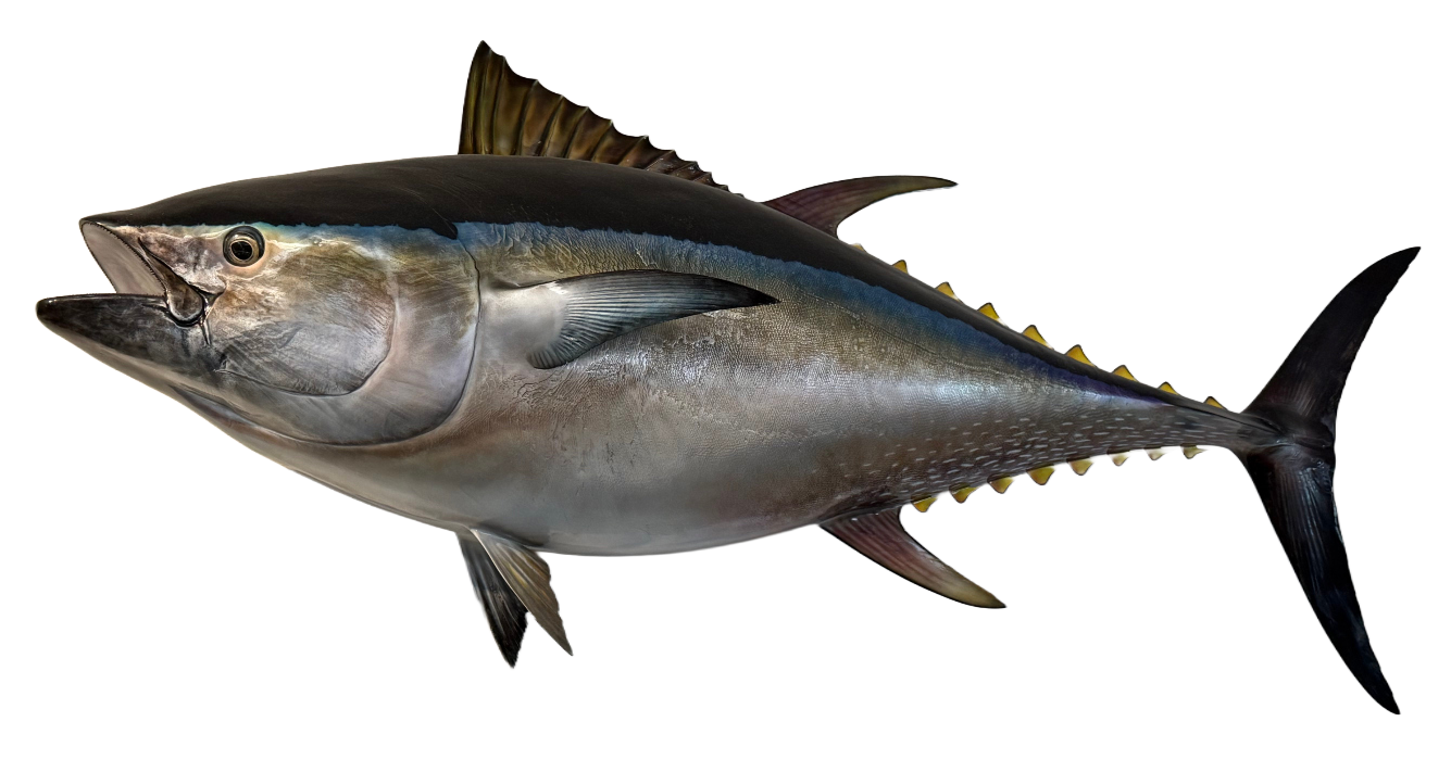 Fish Mount