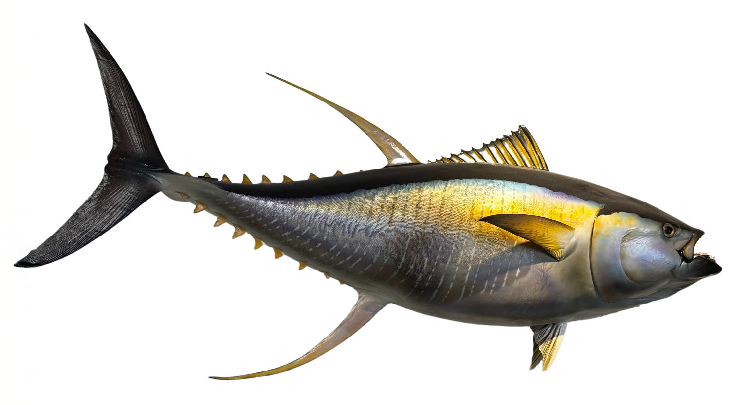 Fish Mount