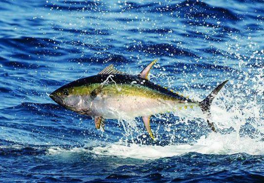 Jumping Bluefin